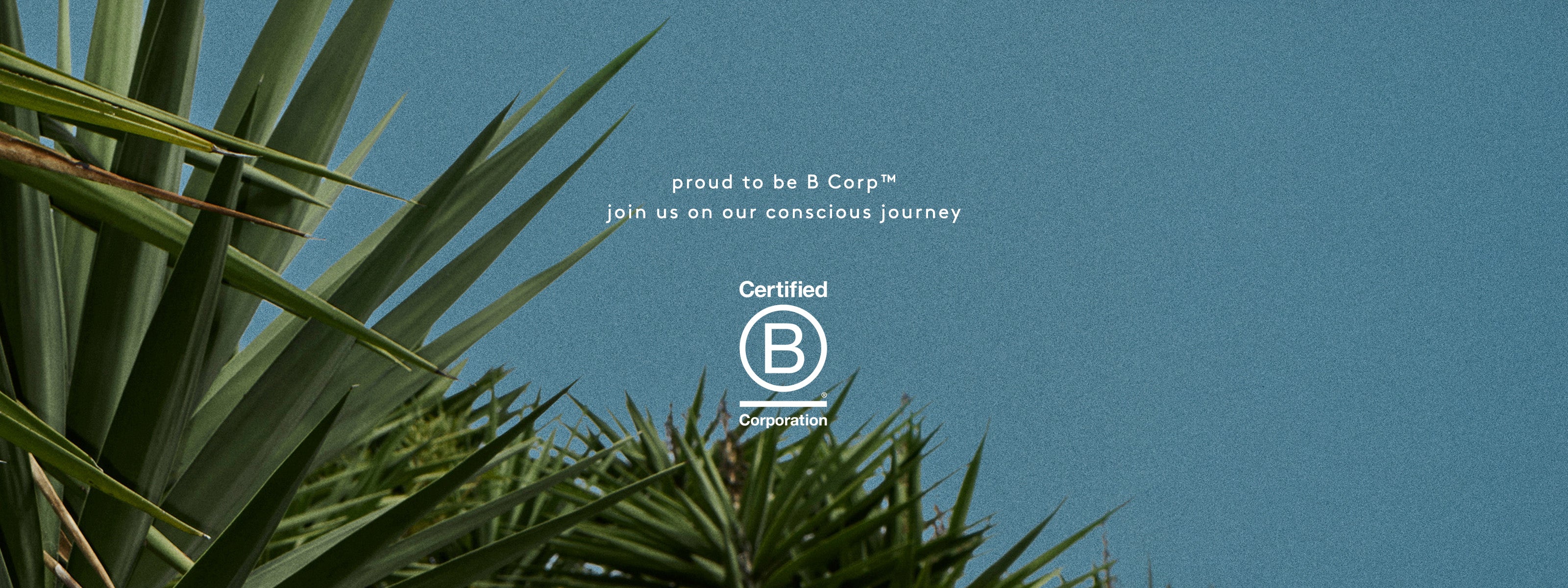 Tropical plant with a clear blue sky and B Corp certification logo and text.