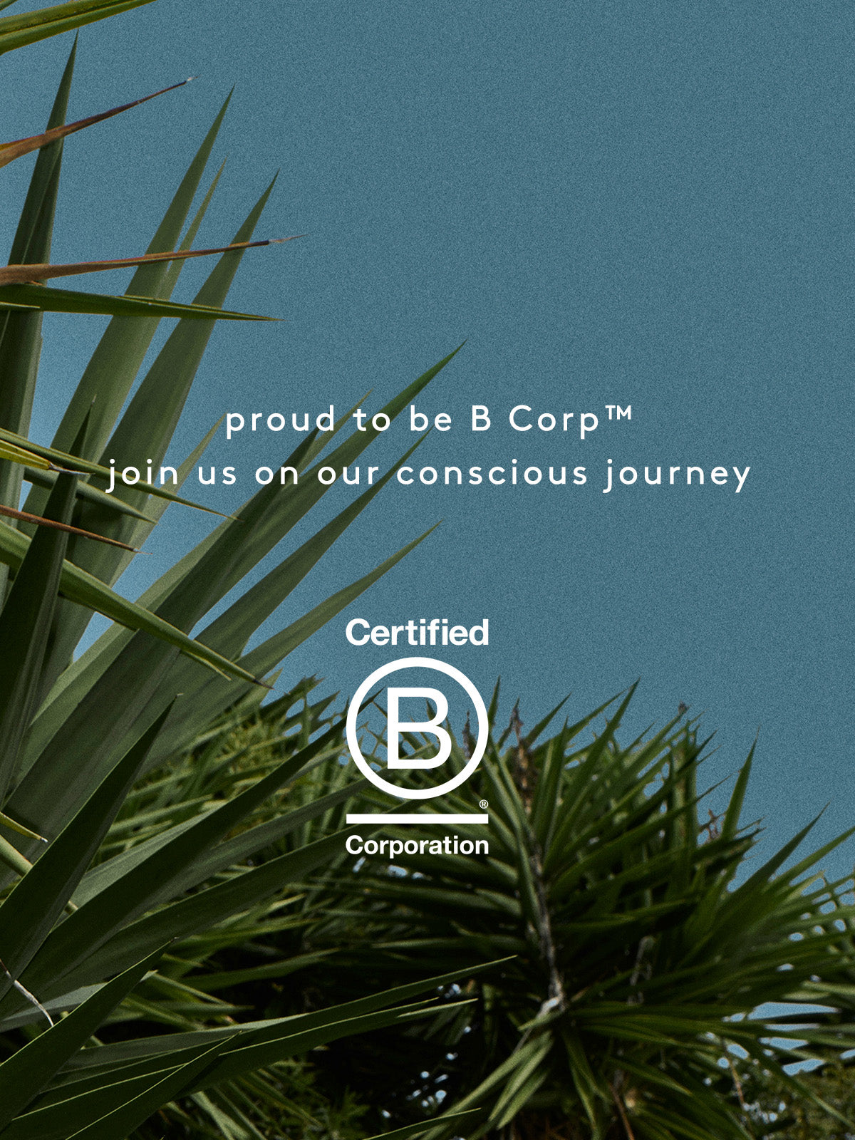 Certified B Corporation logo with palm leaves against a blue sky